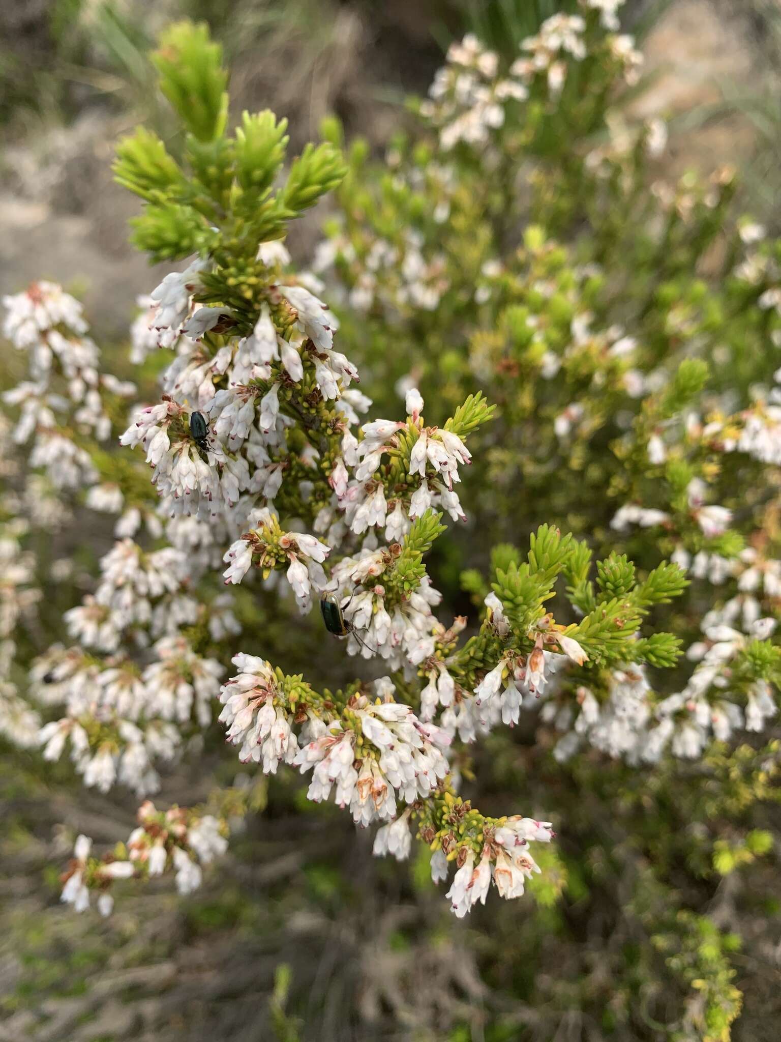 Слика од Erica caffrorum Bolus