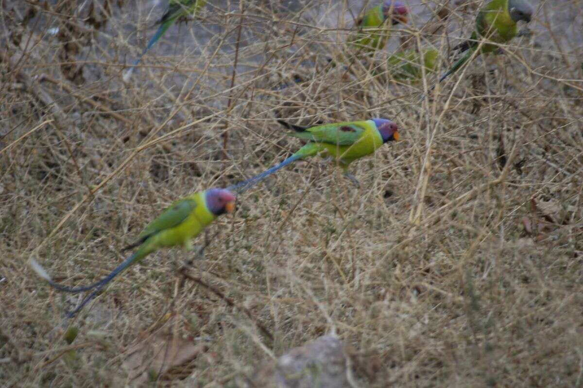 Image of Plum-headed Parakeet