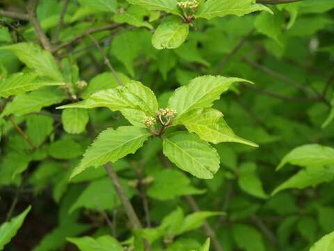 Image of Japanese callicarpa