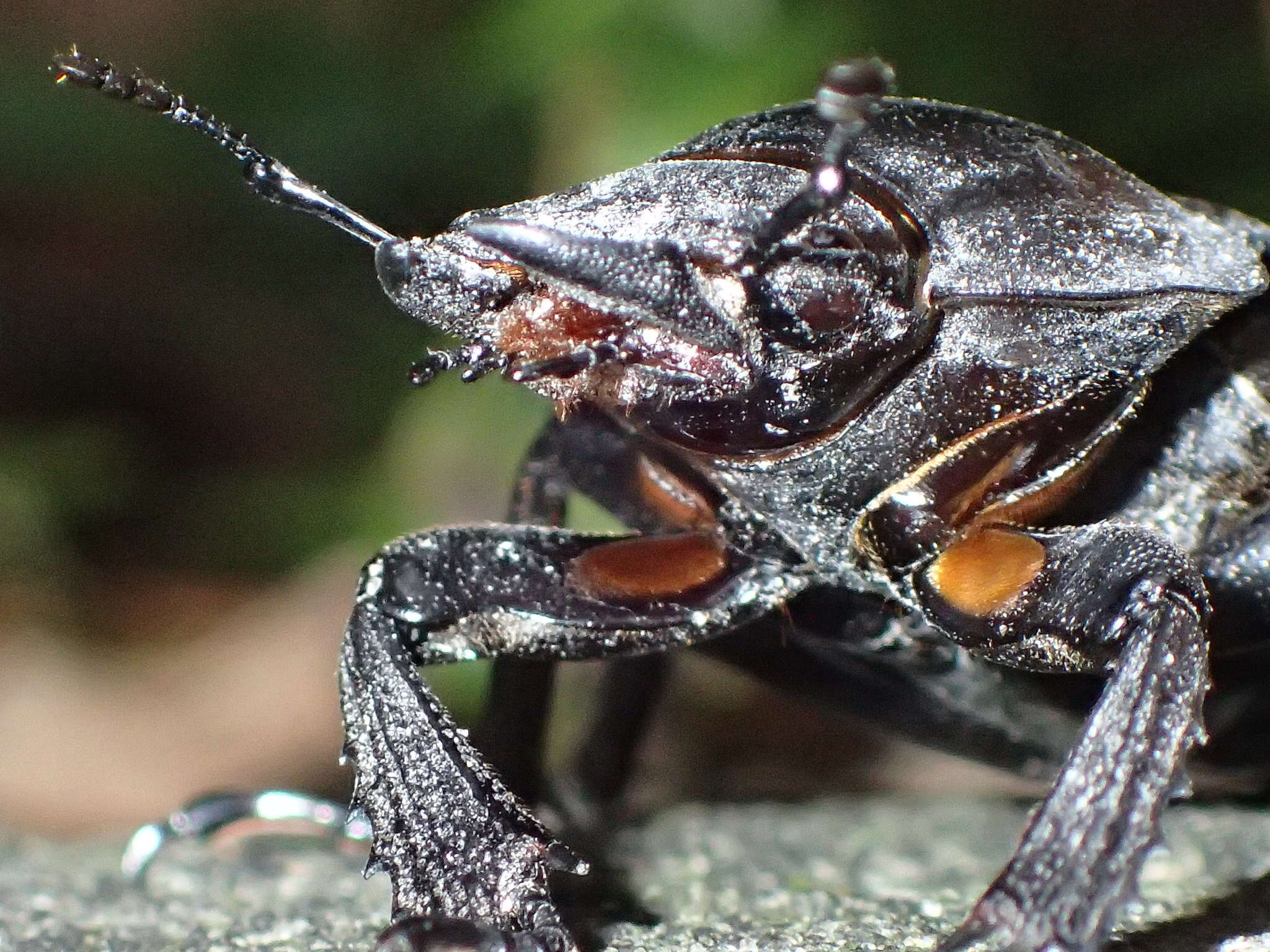 Image of Neolucanus swinhoei Bates 1866