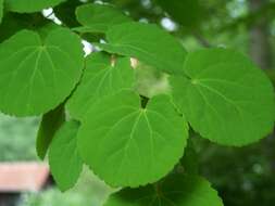 Image of katsura tree family