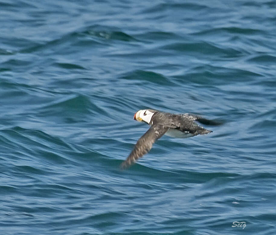 Image of Horned Puffin
