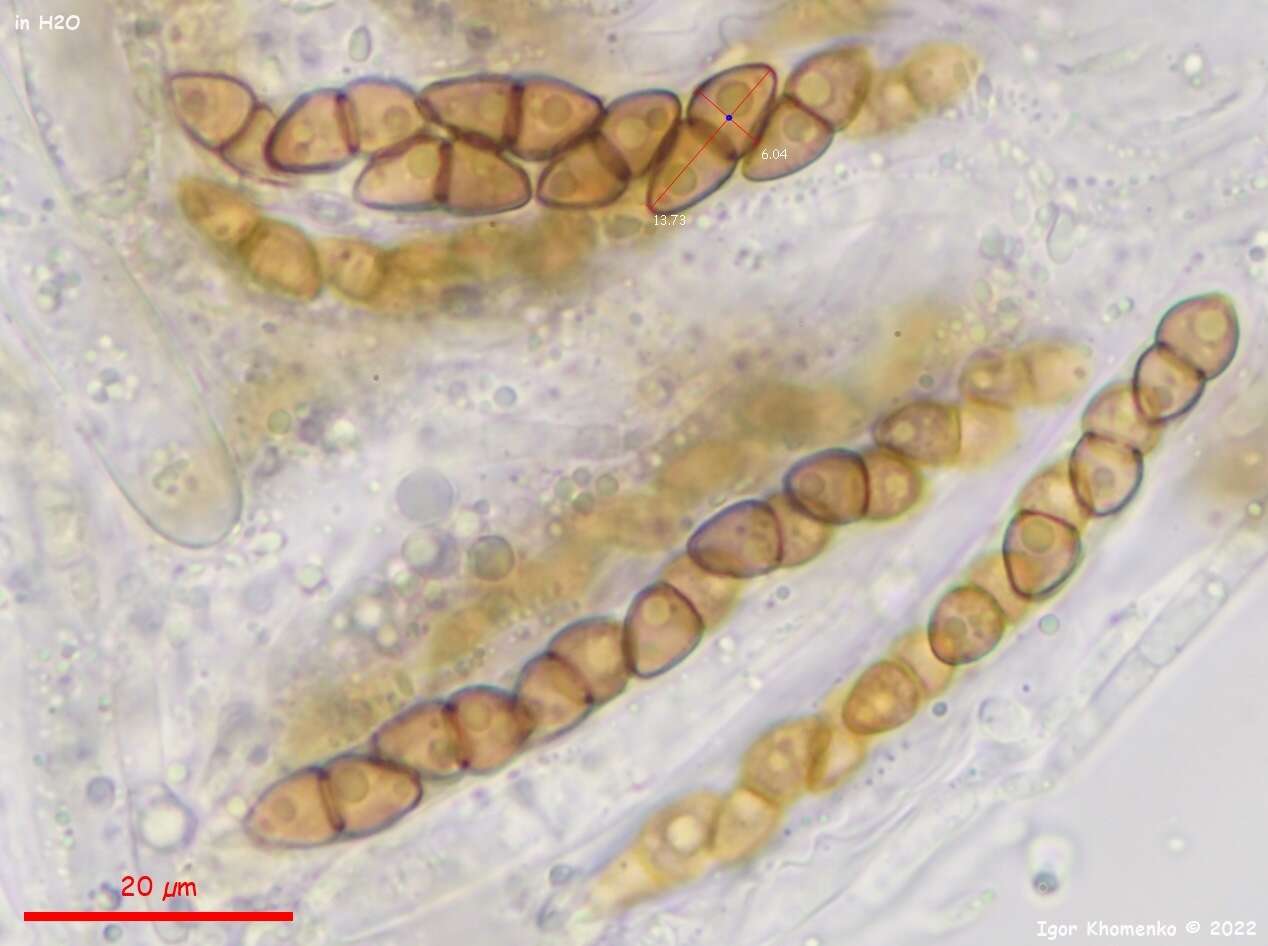 Imagem de Immotthia atrograna (Cooke & Ellis) M. E. Barr 1993