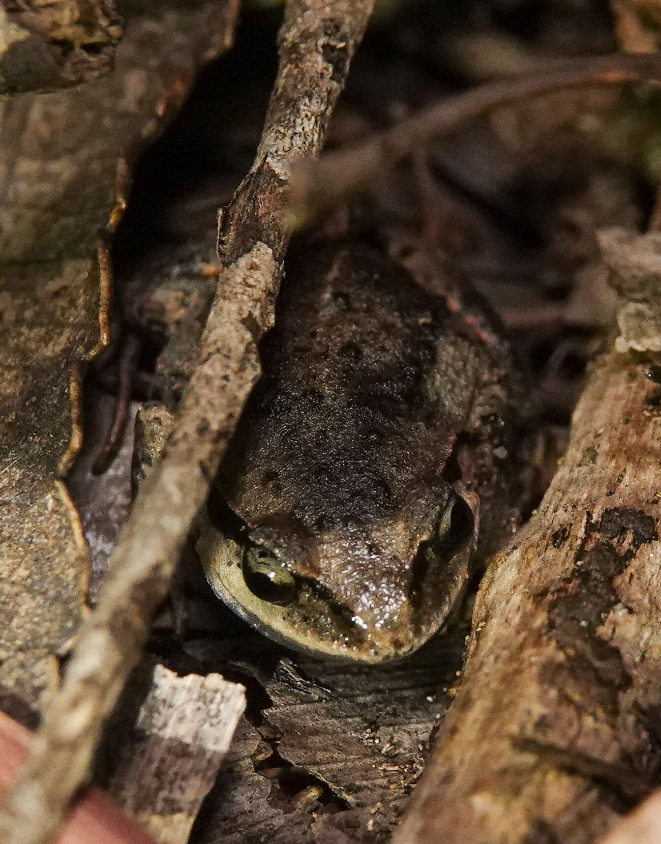 Image of Haswell’s Froglet