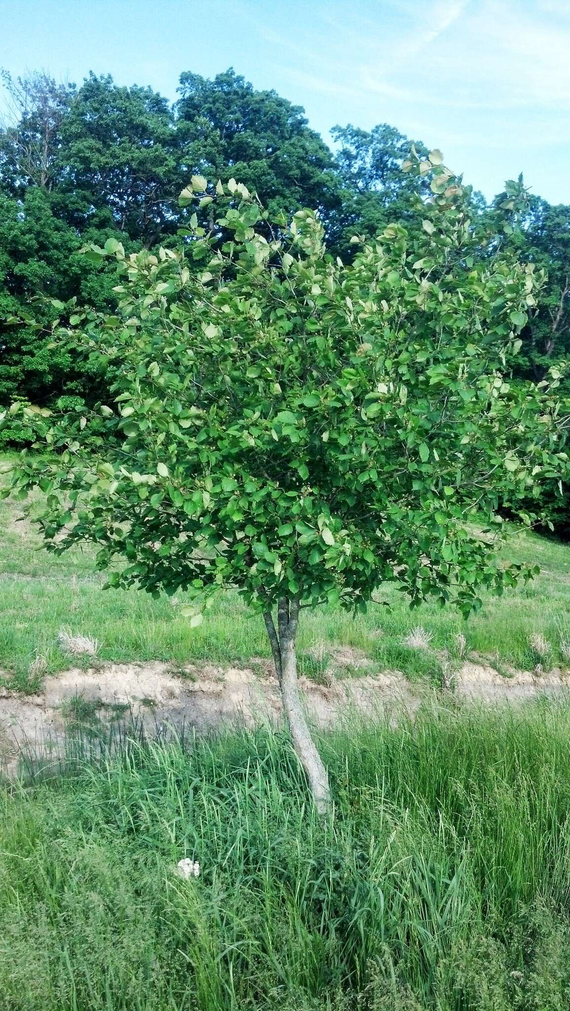 Image of Crataegus coccinea L.