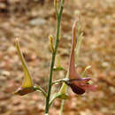 Image of Delphinium hellenicum Pawl.