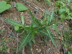 Image of Carduus defloratus subsp. defloratus