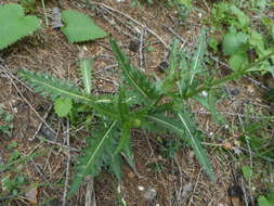 Imagem de Carduus defloratus subsp. defloratus