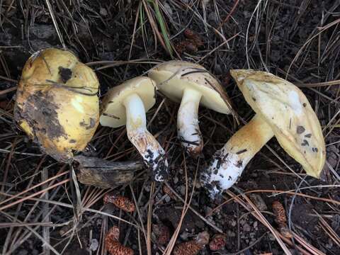 Sivun Suillus occidentalis Thiers 1976 kuva