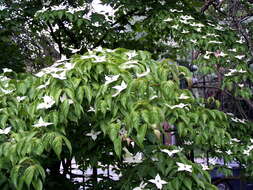 Image of Chinese dogwood