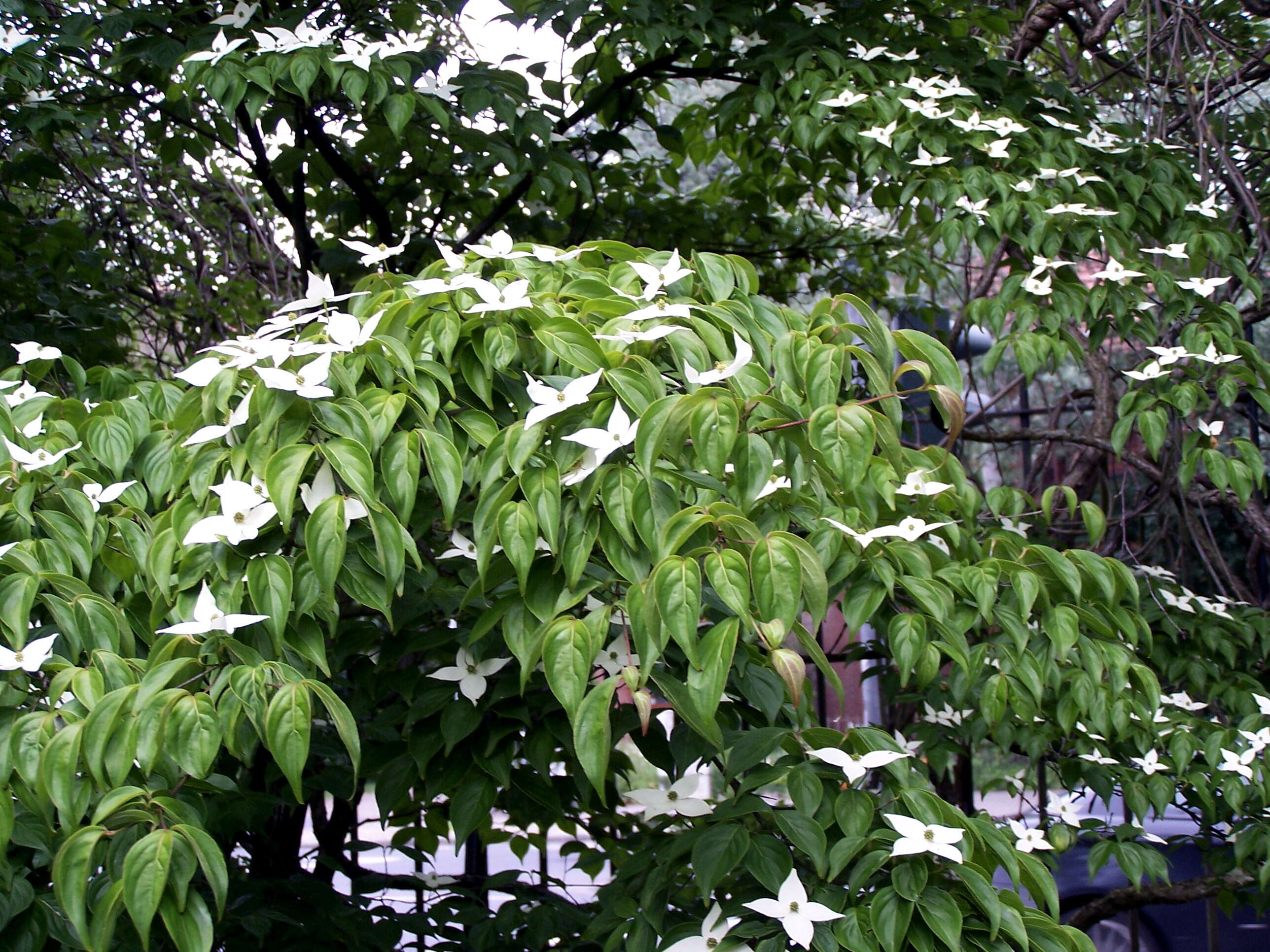 Image of Chinese dogwood