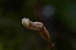 Image of Gastrodia minor Petrie