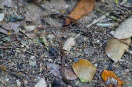 Image of Striped Centipede Snake