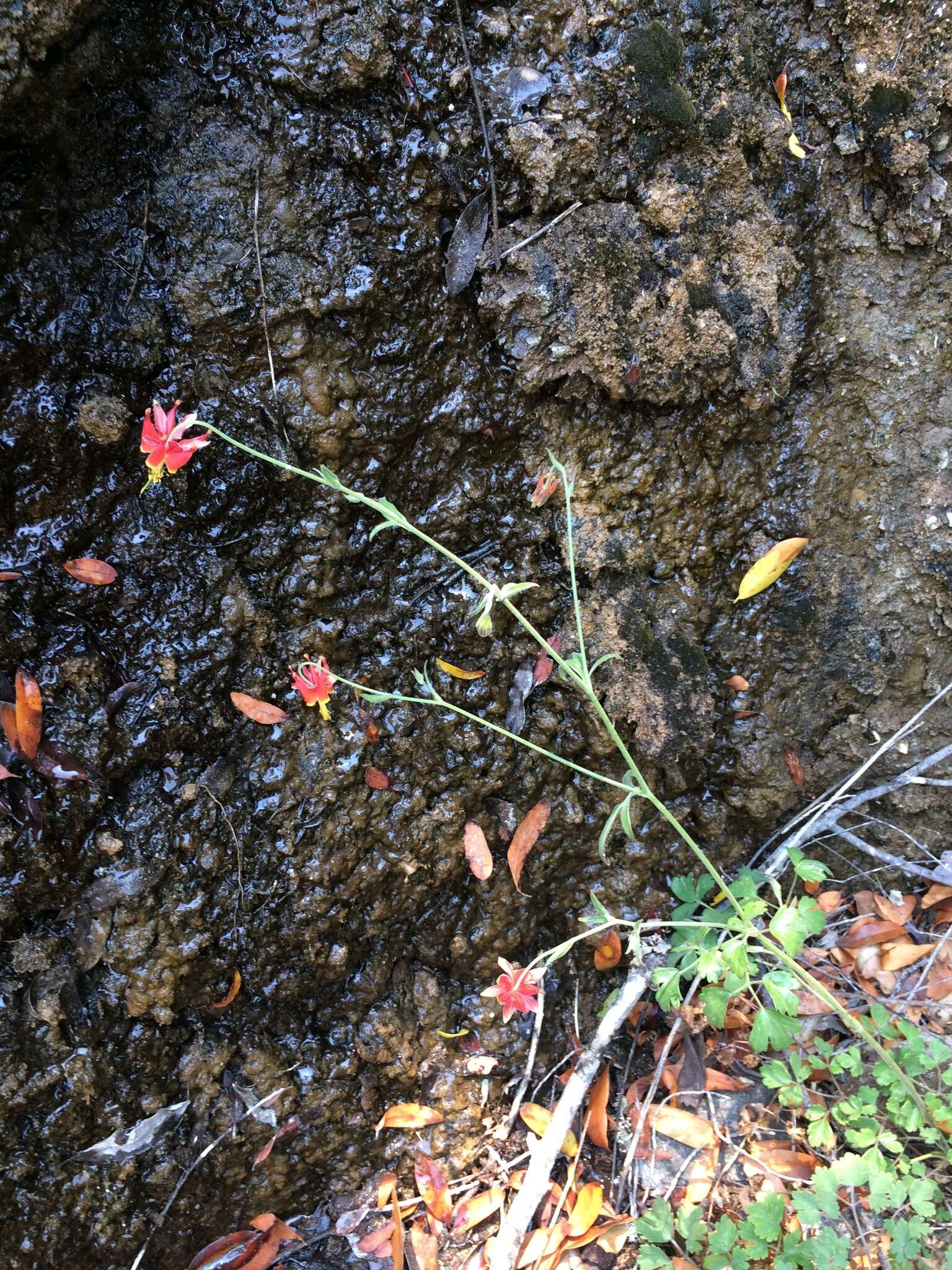 Aquilegia eximia Van Houtte ex Planch.的圖片