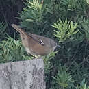 Image de Sericornis humilis tregellasi (Mathews 1914)