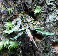 Image of toothed snailfern