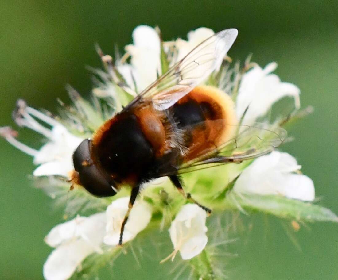 Imagem de Eristalis intricaria (Linnaeus 1758)