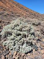 Imagem de Artemisia gorgonum Webb