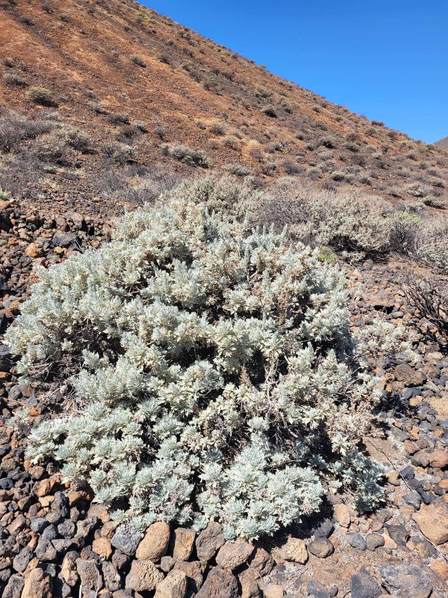 Imagem de Artemisia gorgonum Webb