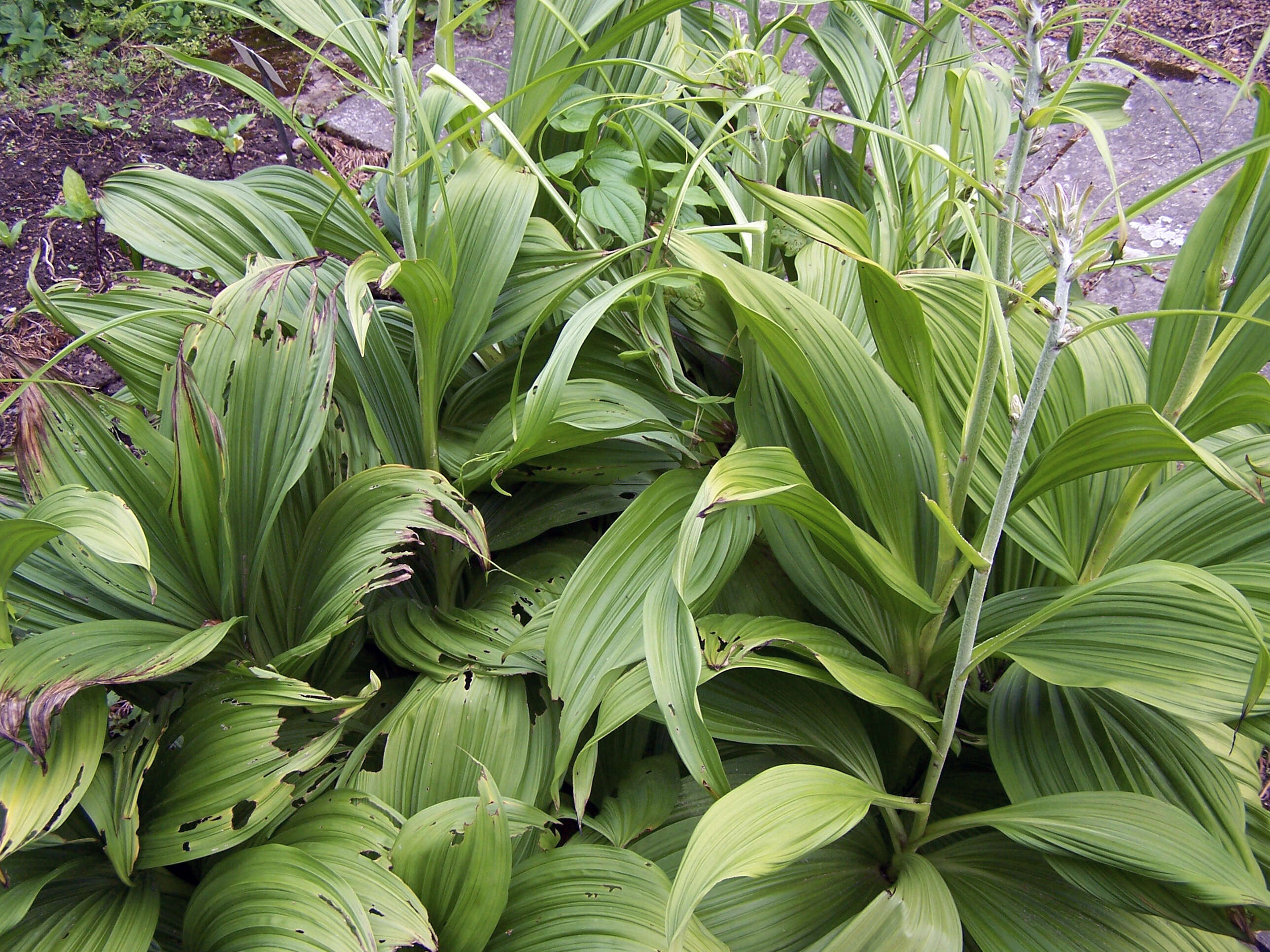 Image of black false hellebore