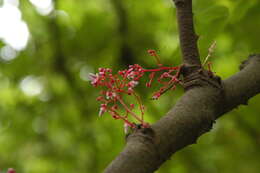 Image of carambola