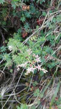 Image de Sedum bourgaei Hemsl.