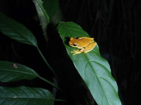 Image of Hourglass Treefrog