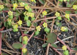 Слика од Euphorbia ipecacuanhae L.