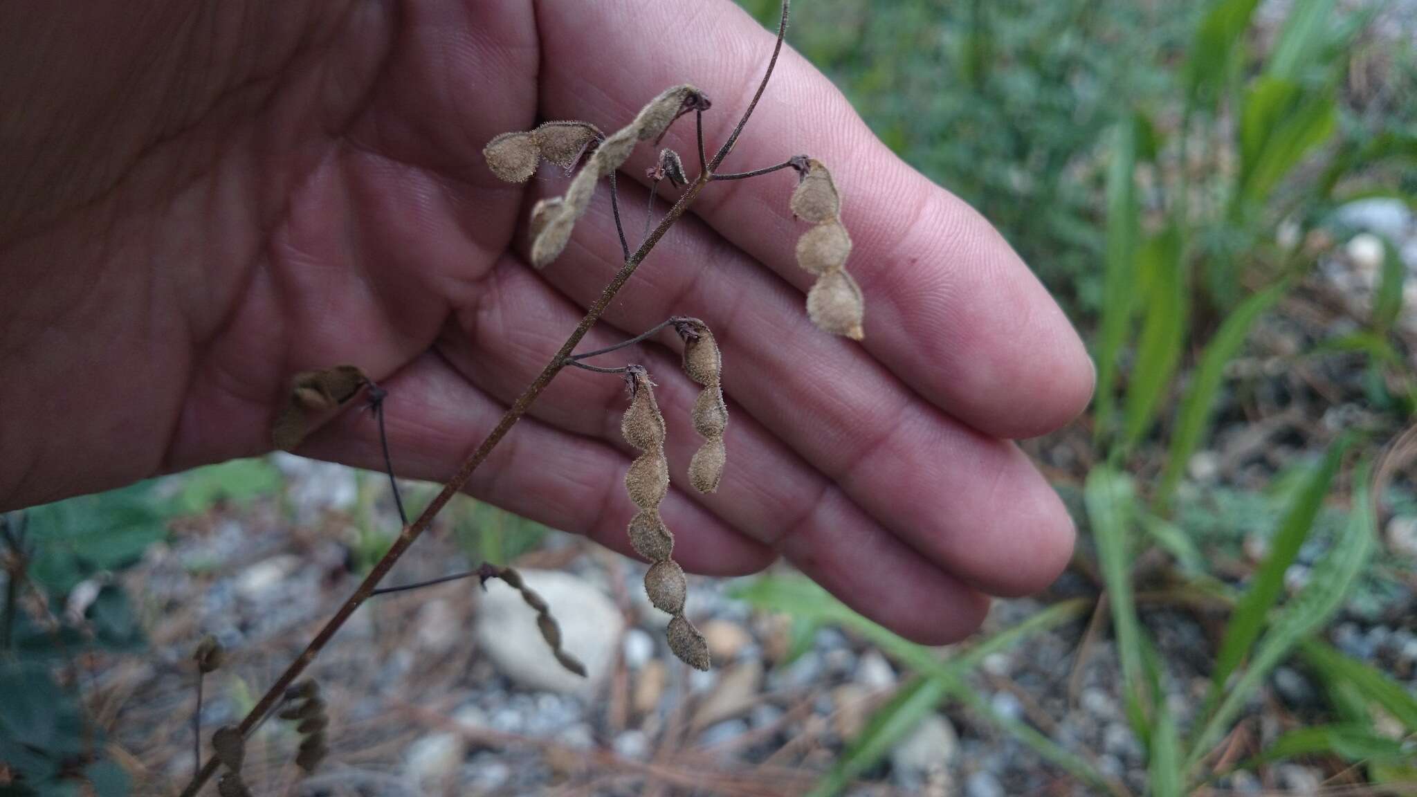 Image of Graham's ticktrefoil