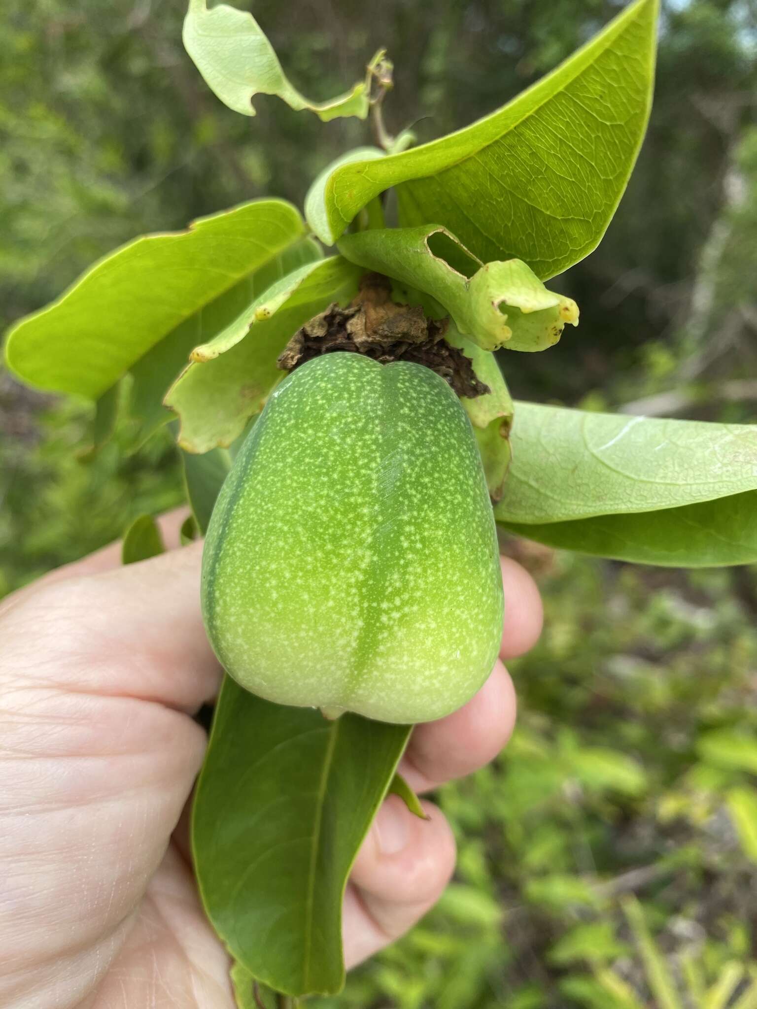 Image de Passiflora laurifolia L.