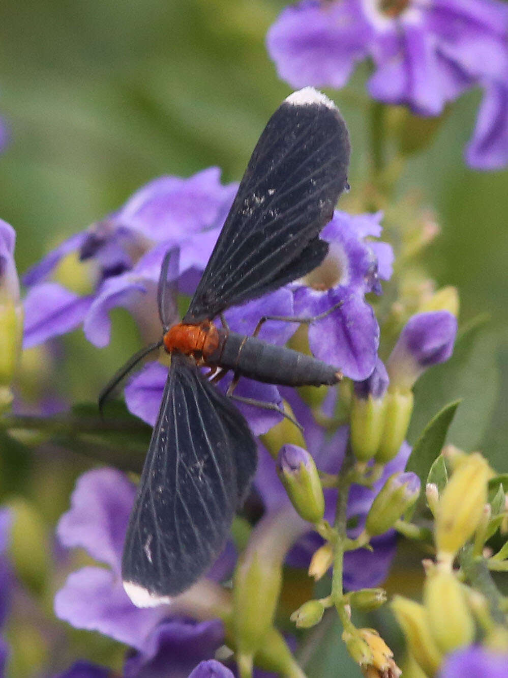 Image of White-tipped Black