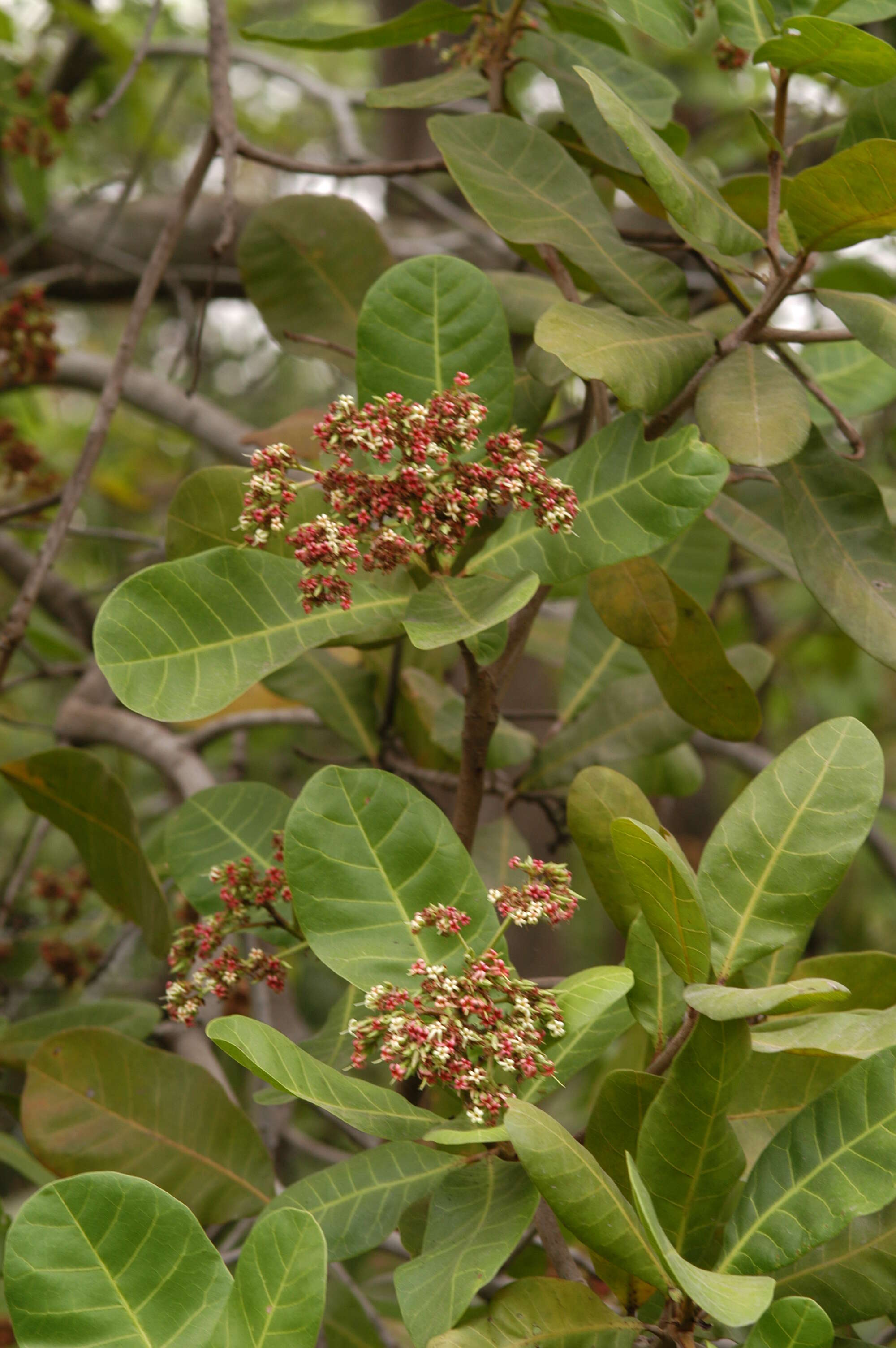 Image of cashew