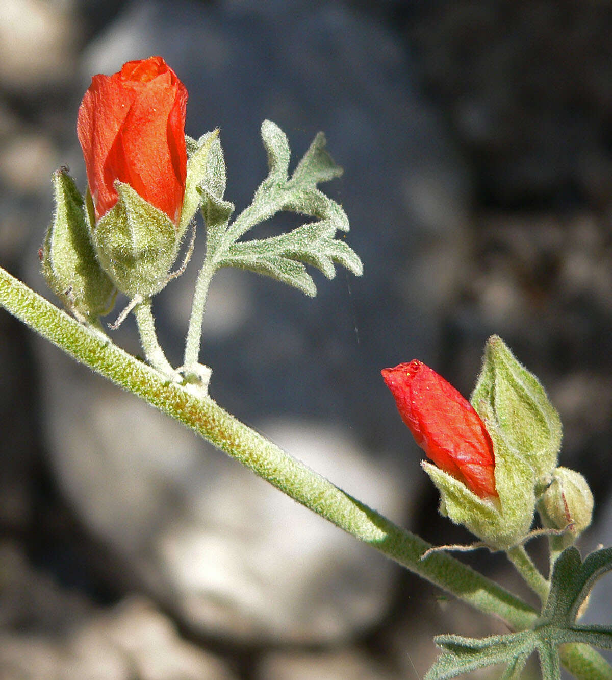 Image of gooseberryleaf globemallow