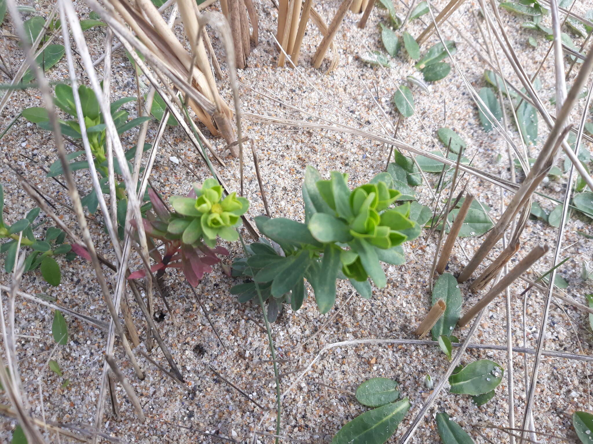 Euphorbia portlandica L. resmi