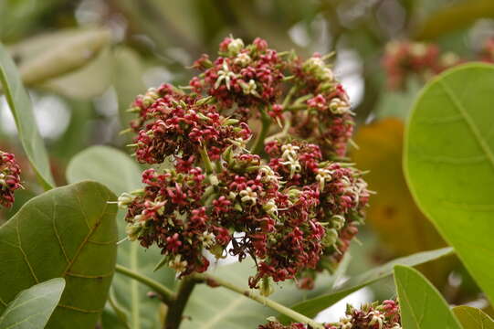 Image of cashew