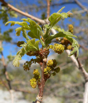 Image of Gambel Oak