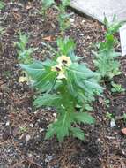 Image of black henbane