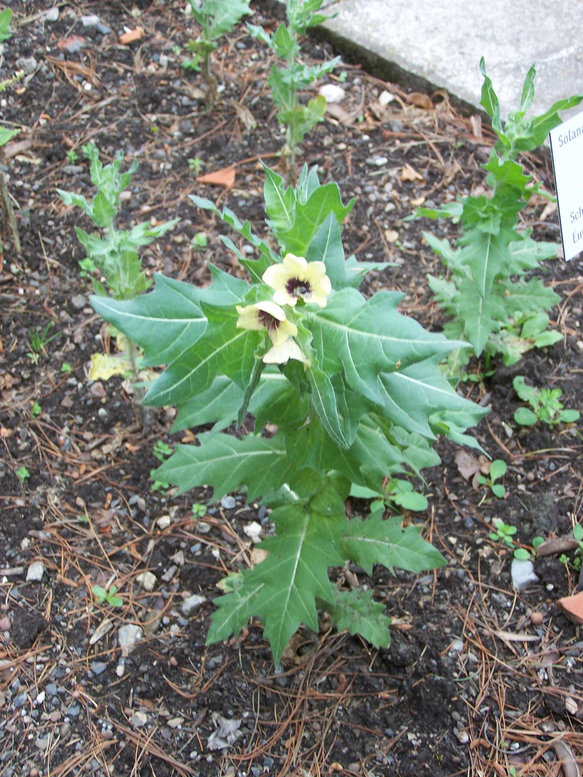 Image of black henbane