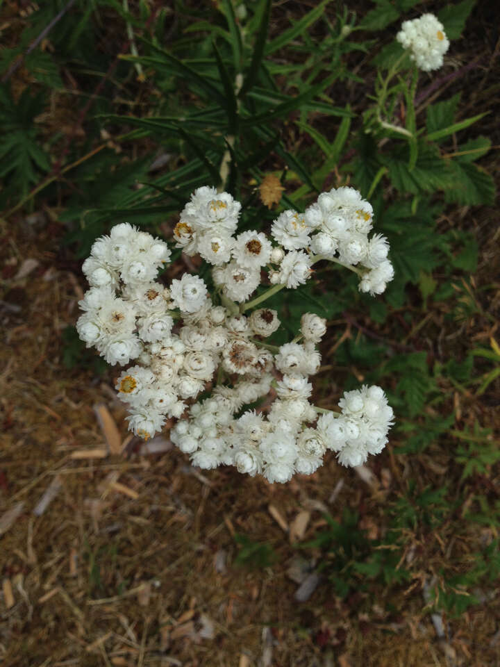 Слика од Anaphalis margaritacea (L.) Benth.