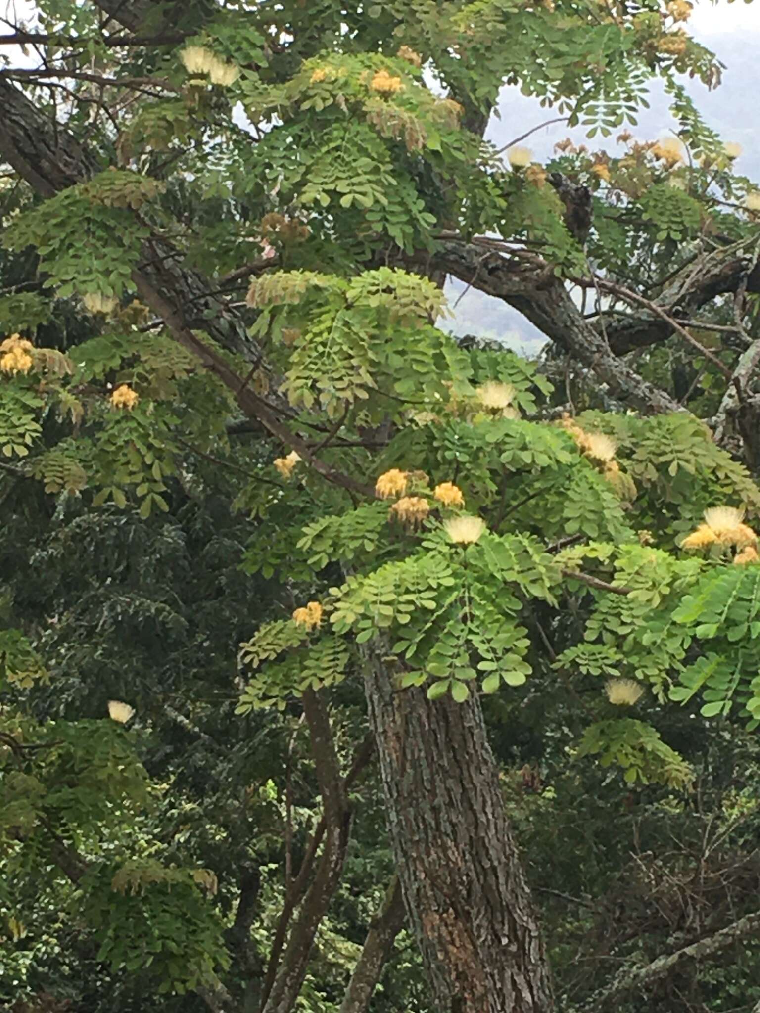 Image of Albizia guachapele (Kunth) Dugand