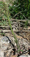 Image of field pepperweed