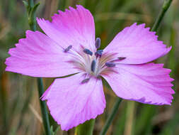 Image of Dianthus rupicola Biv.