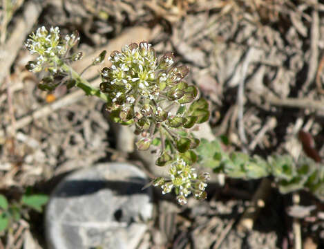 Image of field pepperweed