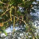 Image of Colombian Black-handed Titi Monkey