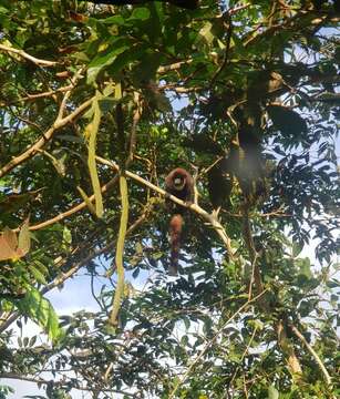 Image of Colombian Black-handed Titi Monkey