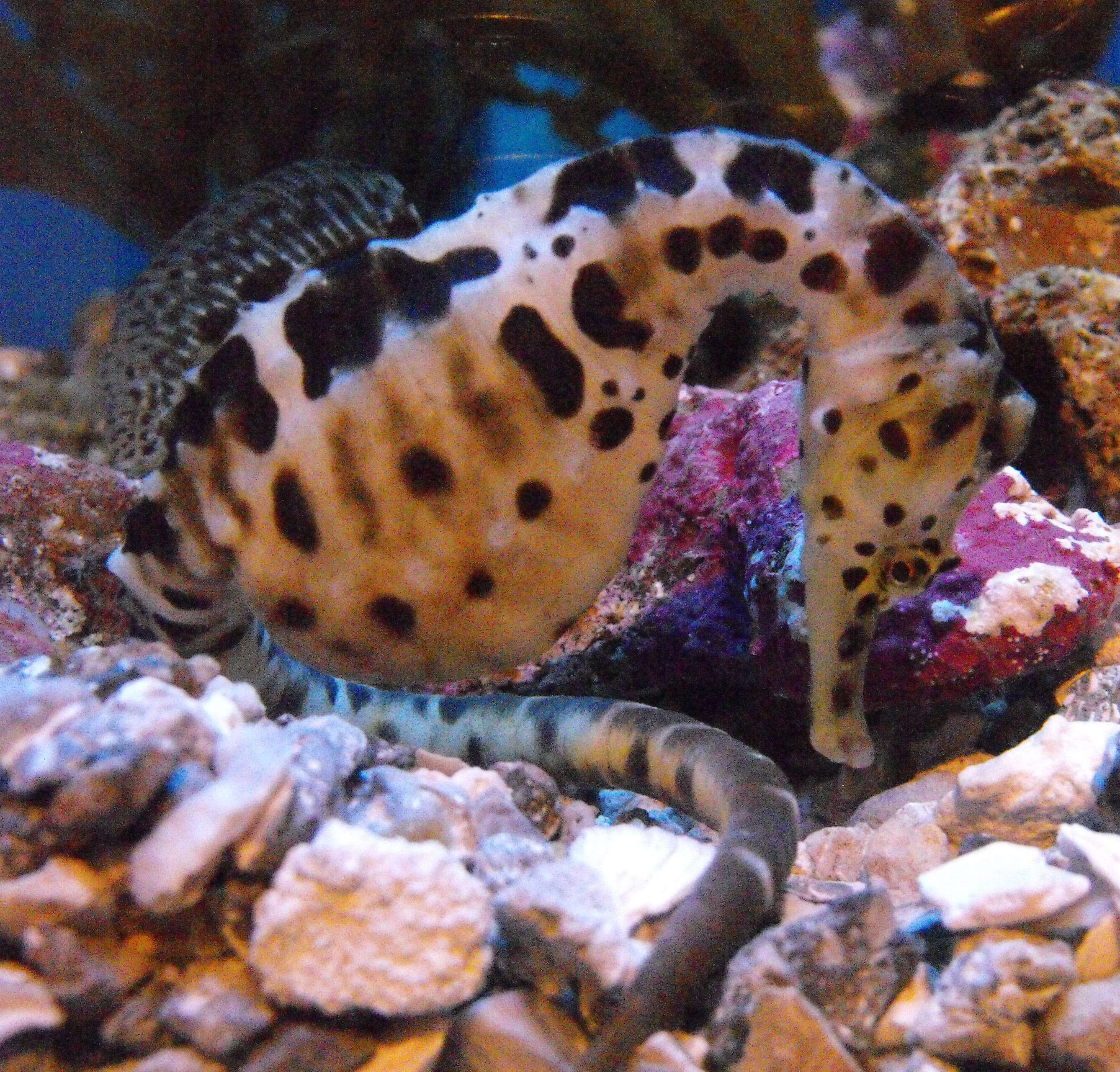 Image of Big-belly Seahorse