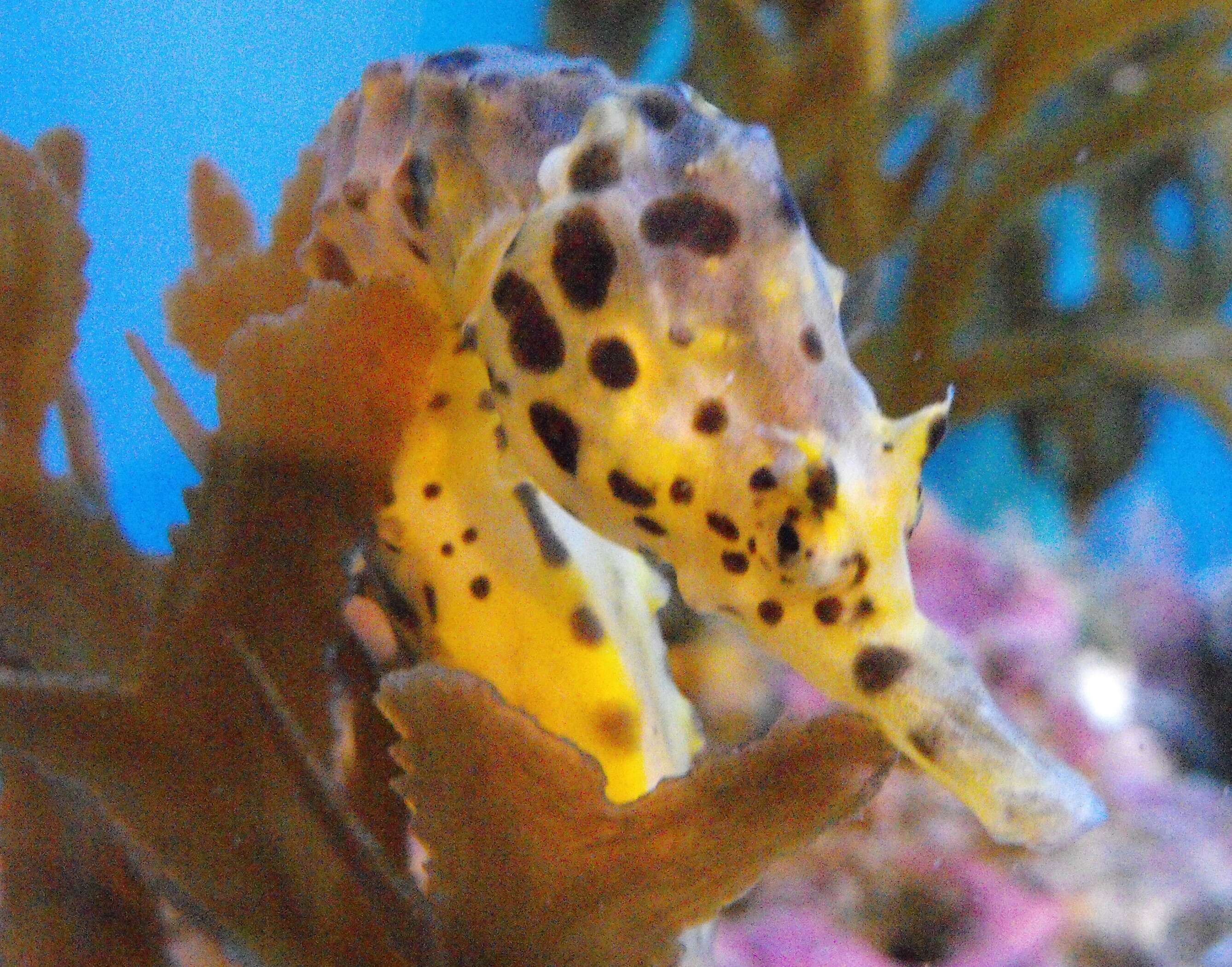 Image of Big-belly Seahorse