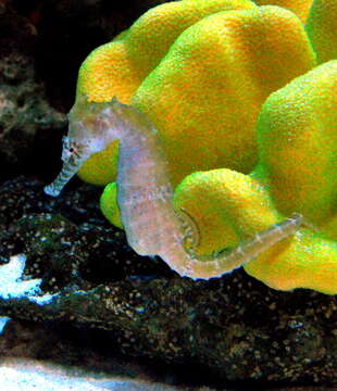 Image of Barbour's Seahorse