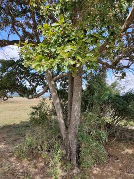 Image of Terminalia porphyrocarpa F. Müll. ex Benth.