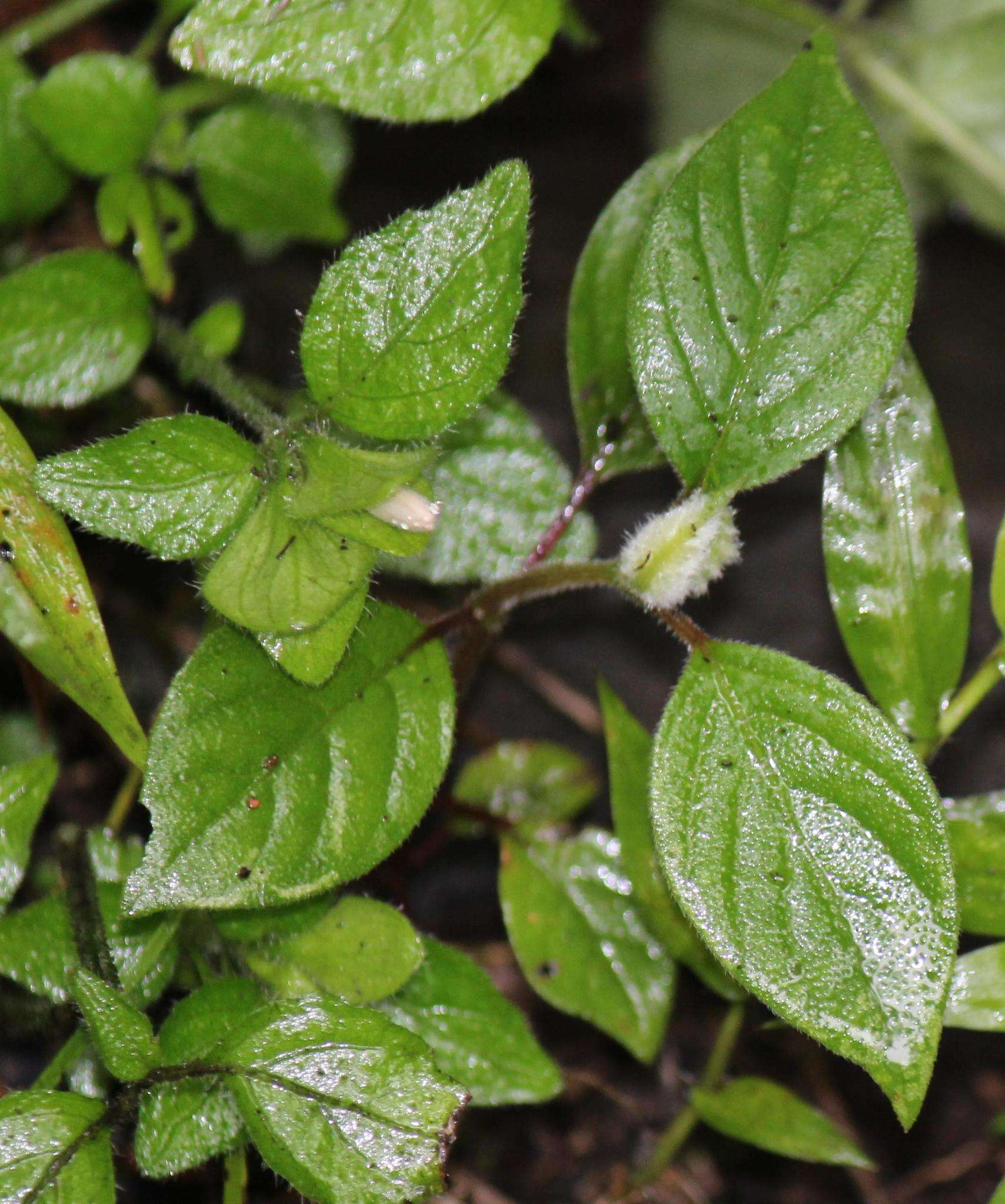 صورة Hypoestes triflora (Forssk.) Roem. & Schult.